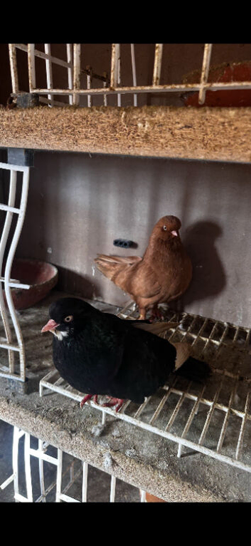 Breeding pair of American domestic showflights