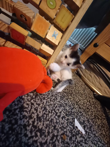 Grey and white and tuxedo mixed litter