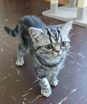 Bsh. Silver Classic Tabby .  Boy.