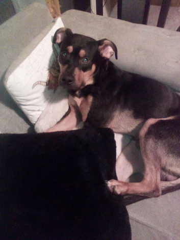 10 month rottie Glasgow pick only