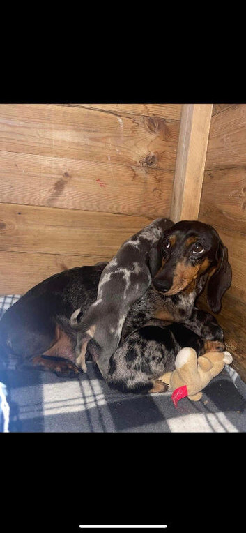 4 beautiful dachshund puppy&rsquo;s for sale