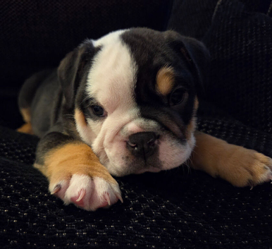 Last 2 beautiful English bulldogs