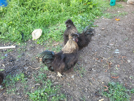 For sale x2 black silkies cocrels