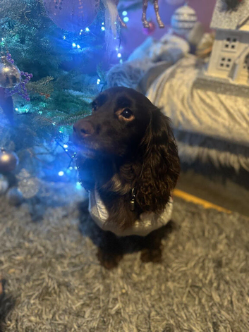 Working cocker spaniel