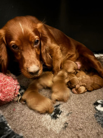 Beautiful red cockapoo puppies