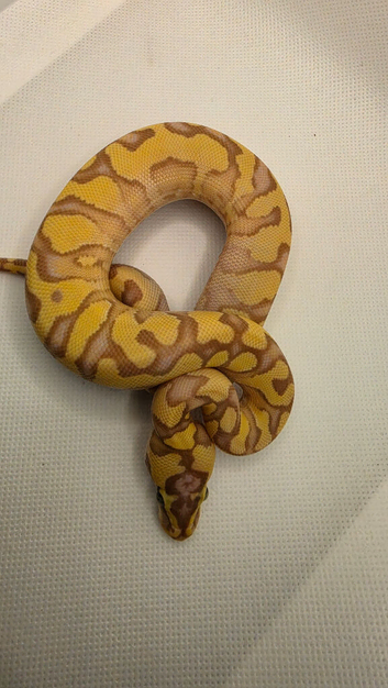 2026 pastel enchi coral glow hypo ball python