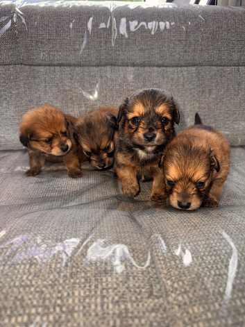 Pomeranian cross Jack Russell