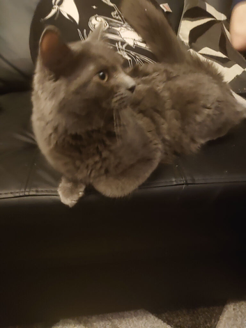 Male cat for sale