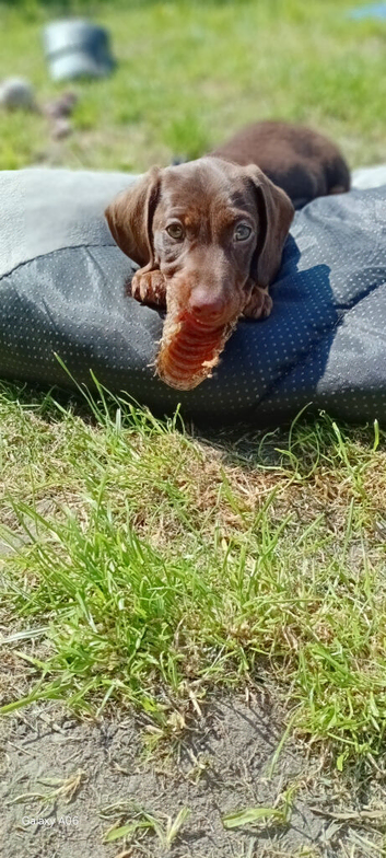 Stunning Chocolate & Tan Miniature Dachshund &ndash; 13 Weeks Old & Ready May 23rd