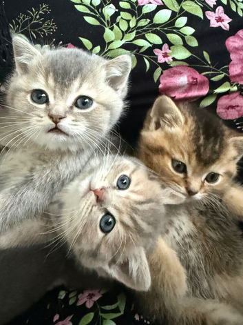 Scottish fold/straight cats