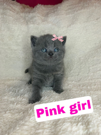 Quality pedigree British shorthair kittens
