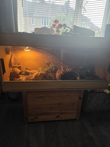 9 months old gecko and viv
