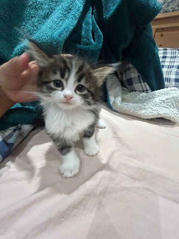 Cute kittens