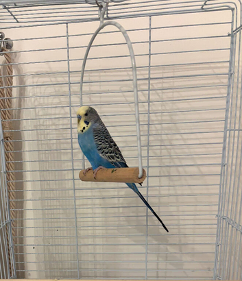 Lovely 7 month old male budgie