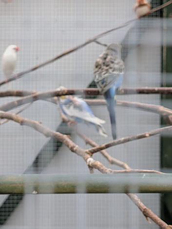 Budgies yellow faced blue cock and blue pied hen this year's birds.