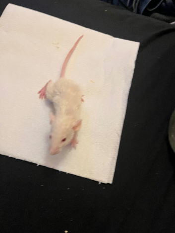 3 female rats left