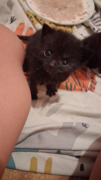 **Two adorable hand-reared kittens looking for their forever homes!**