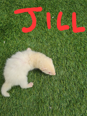 Albino Jill