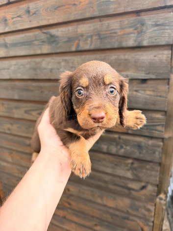 Spaniel puppies