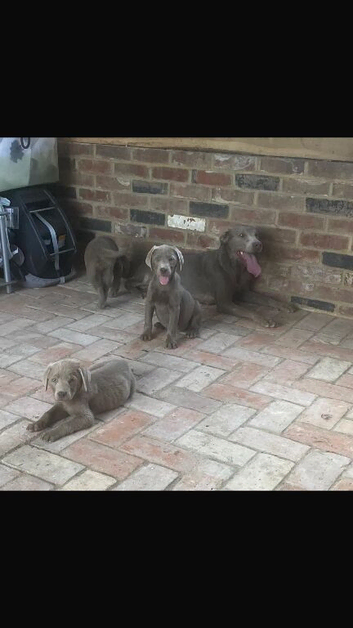 Beautiful silver Labrador puppies