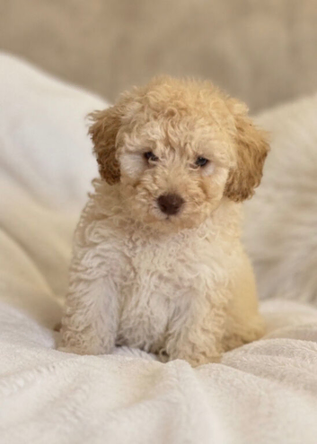 The sweetest Mini toy poodle boy