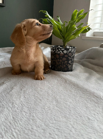 Cream Longhair Miniature dachshund