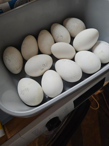 Brecon buff x hatching eggs