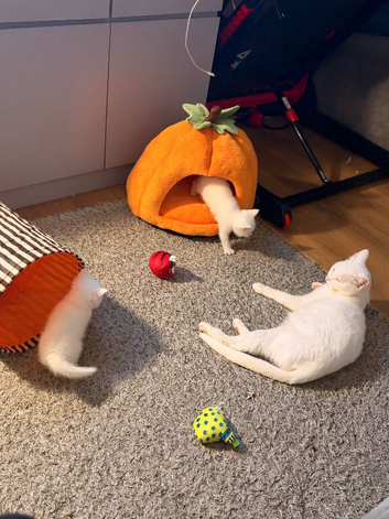 4 white kittens