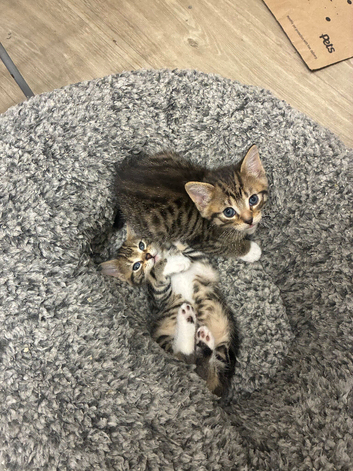 4 beautiful Savannah kittens for sale