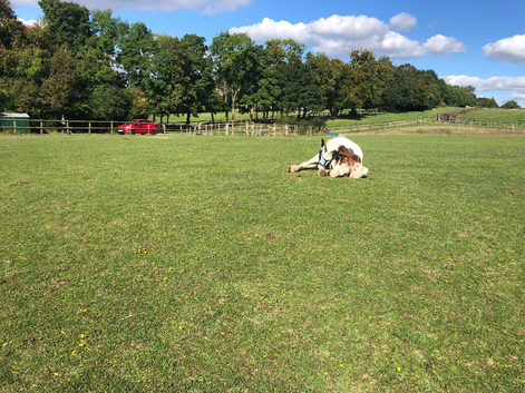 EPSOM diy grass livery