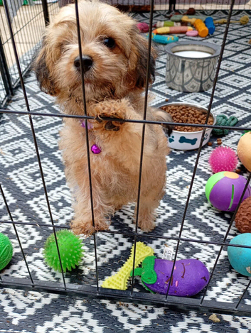 Beautiful mini jackapoo puppies for sale