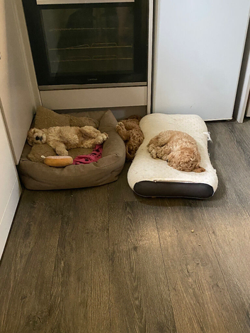 Cockapoo Puppies For Sale