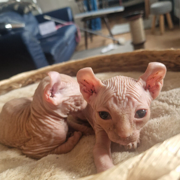 Sphynx boy curled eared elf kittens