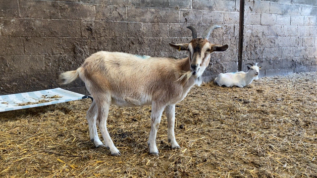 Boer cross nanny for sale