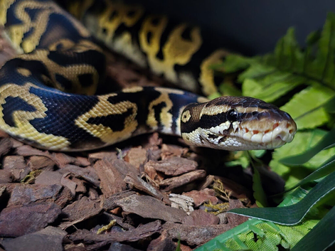 Ball python Collection for sale