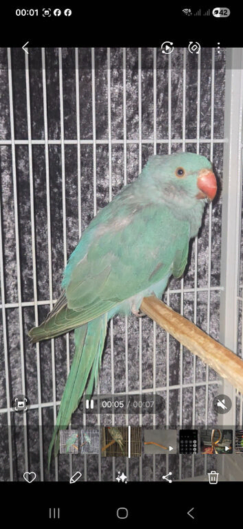 Blue pied 2026 ringnecks