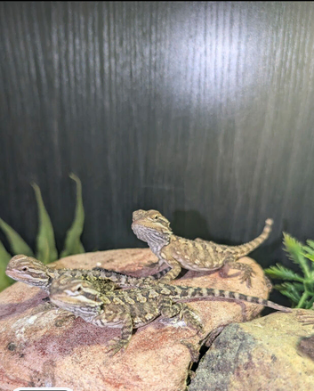 Baby Rankin's Dragons (bearded dragon cousin)