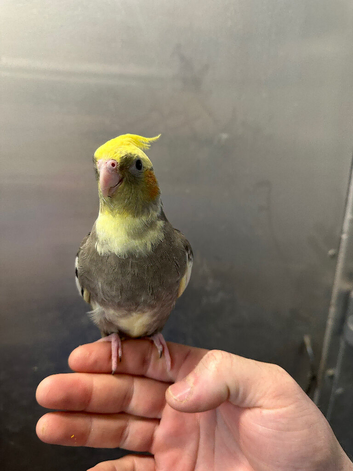 Hand reared baby cockatiel available..