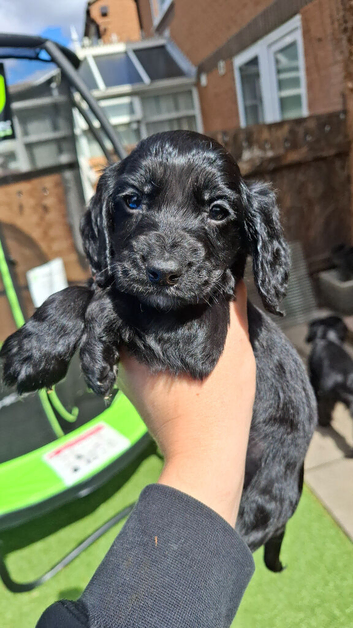 3 Gorgeous working cocker spaniel puppies for sale