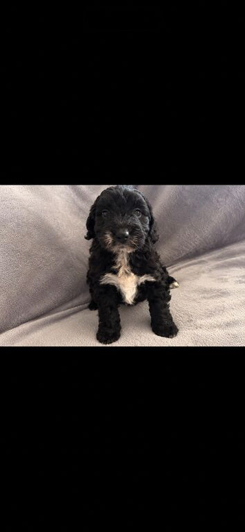 Jackapoo
