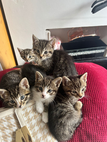 5 beautiful tabby kittens