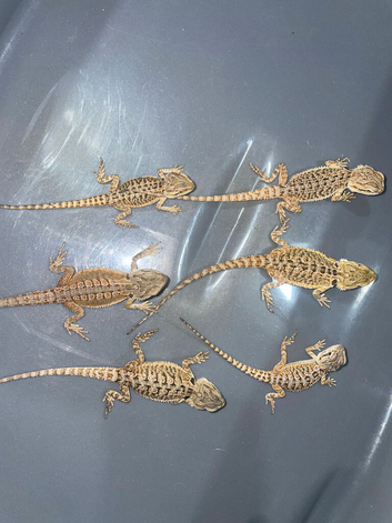 Bearded dragons