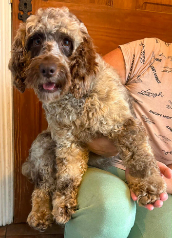 Gorgeous cockapoo girl