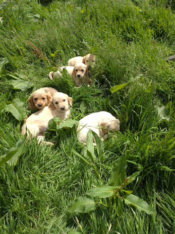 Labrador X Cocker puppies