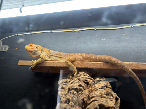 Hypo Bearded Dragon
