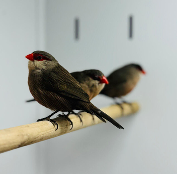 Common wax bill female
