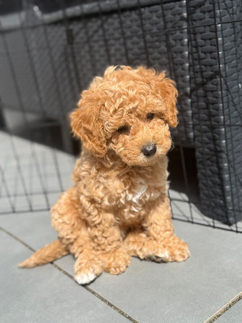 Toy Cockapoo Puppies