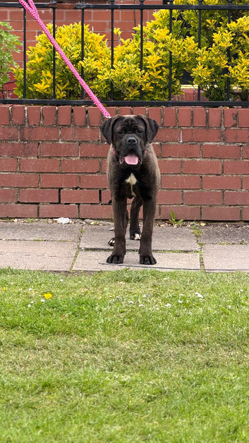 Female 8 months old