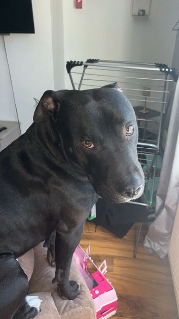 2 year old mixed breed dog for sale.