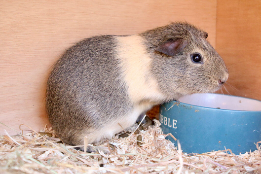 Stunning male guinea pig